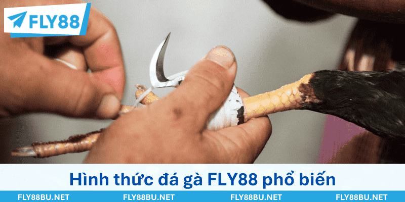 Các hình thức đá gà FLY88 phổ biến khi vào cược
