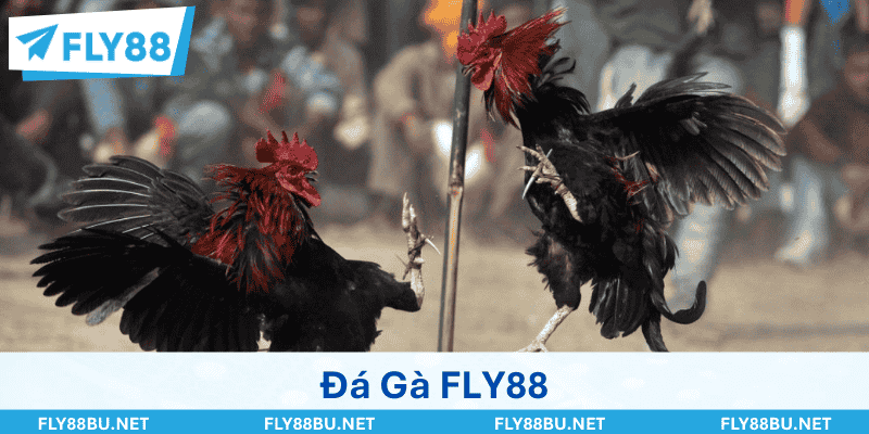 Đá Gà FLY88 - Chọi Kê Hot Với Hàng Trăm Trận Mỗi Ngày