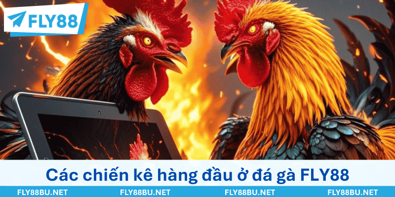 Tham khảo các loại chiến kê hàng đầu ở đá gà FLY88
